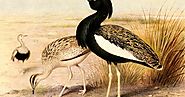 Save the Critically Endangered Bengal Florican | TechGape