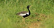 Lesser Florican - A Threatened Bird Species in the Subcontinent of India | TechGape