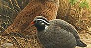 Himalayan Quail: A Missing Bird Species for Over a Century in India | TechGape
