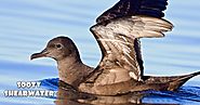Sooty Shearwater: The Champion Migrants of the Avian World | TechGape