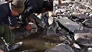 Kashmir Great Lakes Trek - Vishansar Trout Fishing by Hand