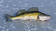 Ice fishing lures for Walleye