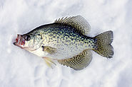Ice fishing lures and jigs for crappie