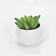 Refresh your bathroom with lush green succulents
