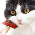 Basic Cat Grooming