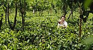 Handunugoda Tea Plantation