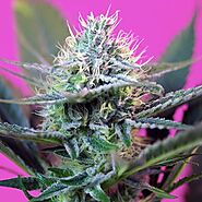 4 best-selling cheap automatic cannabis seeds