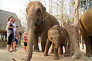 Elephant Experiences