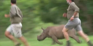 WATCH: This Baby Rhino Loves To Run With Her Rescuers