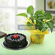 Truffle Cake N Money Plant Gifts online