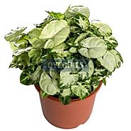 Chilli Syngonium Plant with Fibre Pot