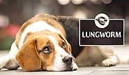 How to Prevent Lungworms In Dogs