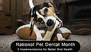 National Pet Dental Month – 5 Implementations for Better Oral Health