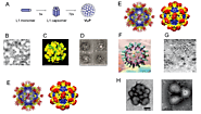 Virus-Like Particles Based Vaccines - Creative Biolabs