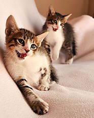 Live and learn: How Kittens Learn to Hunt – Lazy Pets Shop