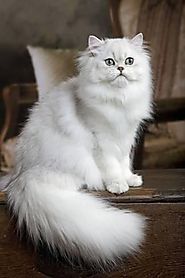 What You Need to Know about Persian Cat Care