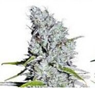 Cheap Automatic Cannabis Seeds Online