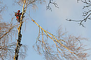 Baumfällung München Baum fällen bei Erding Freising Landshut BaumProfi