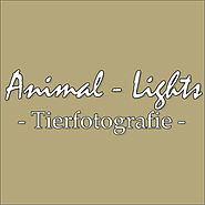 Animal Lights