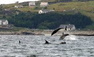 Bottlenose dolphins in Arranmore of the Donegal Coast