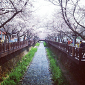Jinhae Cherry Blossom Festival 2013
