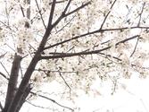 Cherry Blossom in Seoul National University