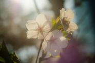 JInhae Cherry Blossom