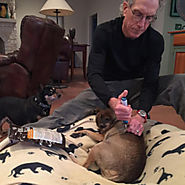 Comfort-in™ For Injecting Needle Free Insulin Shot With Diabetic Dog Needle