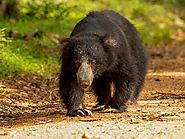 Sri Lankan Bear