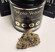 Purple Velvet Cannabis Strain | Hybrid Indica