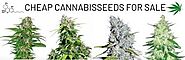 Experts’ Tips to Confidently Order Cannabis Seeds Online