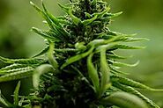 The latest cannabis seeds