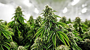 Buy Lowryder Seeds cannabis seeds from Cannapot at a discounted price
