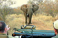 Kruger National Park Safaris and Guided Tours | Southern Circle