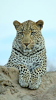 GREAT AFRICAN WILDLIFE EXPEDITION – 6 DAYS (Starts from Johannesburg, ends in Durban)(CODE: SCMD)
