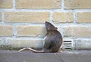 TOP 4 Best Humanitarian Mouse Traps Without Killing Them