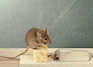 4 Common Mouse Traps Mistakes You're Making While You Catch Them