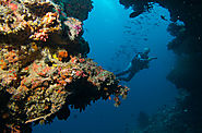 Black Coral Reef