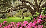 Magnolia Plantation and Gardens | Charleston, SC
