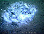 Beggiatoa mat on active methane seep.