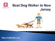 Best Dog Walker in New Jersey | Cuddly Tails