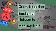 Gram Negative Bacteria: Neisseria meningitidis
