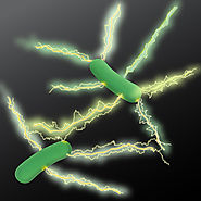 Geobacter sulfurreducens with its specialized appendages for electron transfer