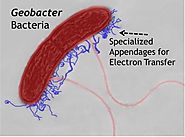 Geobacter species