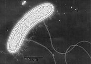 Geobacter - microbewiki