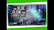 The Strange Blue Glow That Saved Lives