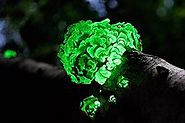 Glowing Wounds - Science Updates - Science NetLinks