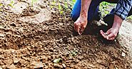 Quick Tips To Improve The Soil Quality In Your Garden