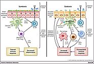 Roles of Lactobacillus Reureti in Human health and diseases