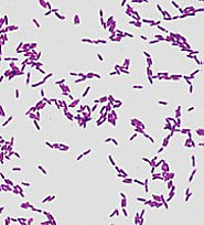 Gram positive, rod shaped Lactobacillus brevis